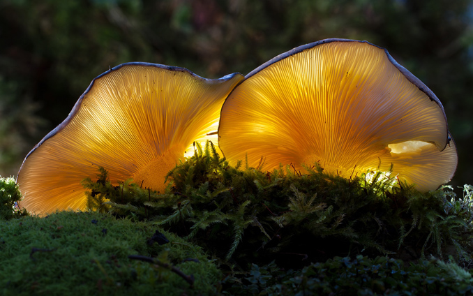 Mushrooms in forest on moss with light behind them